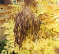 Aruncus dioicus in fall Royalty Free Stock Photo