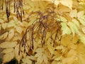 Aruncus dioicus in fall