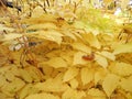 Aruncus dioicus in fall