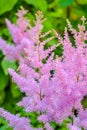 Aruncus dioicus or goat beard pink plant close up on green on blurred background
