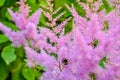 Aruncus dioicus or goat beard pink plant close up on green on blurred background