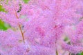 Aruncus dioicus or goat beard pink plant close up on green on blurred background
