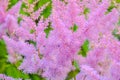 Aruncus dioicus or goat beard pink plant close up on green on blurred background