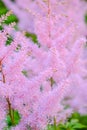 Aruncus dioicus or goat beard pink plant close up on green on blurred background