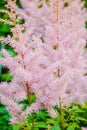 Aruncus dioicus or goat beard pink plant close up on green on blurred background