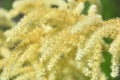 Aruncus dioicus or goat beard white plant close up . Fluffy white. Abstract natural background