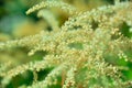 Aruncus dioicus or goat beard white plant close up . Fluffy white. Abstract natural background