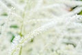 Aruncus dioicus or goat beard white plant close up with green blossom in garden