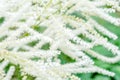 Aruncus dioicus or goat beard white plant close up with green blossom in garden