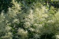 Aruncus dioicus, goat`s beard white flowers closeup selective focus