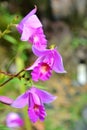 Bamboo Orchid Royalty Free Stock Photo