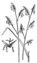 Arundinaria or Arundinaria macrosperma or commonly known as the Canes old engraving Royalty Free Stock Photo