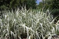 Arundo donax Royalty Free Stock Photo