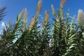 Arundo donax giant cane Royalty Free Stock Photo