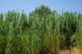 Arundo donax grows in August. Rhodes Island, Greece