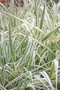 Arundo donax var versicolor Royalty Free Stock Photo