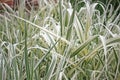 Arundo donax var versicolor Royalty Free Stock Photo