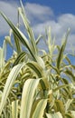 Arundo donax variegata