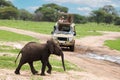 Tourists take pictures of a safari baby elephant in Tarangiri park Royalty Free Stock Photo