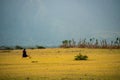 Arusha, Tanzania, January 2020: maasai People in their Village Typical Tribal lifestyle