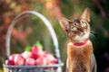 ÃÂarvest of apples in a basket and a very beautiful Abyssinian cat. Close-up cat portrait, cat looks attentively Royalty Free Stock Photo