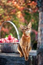 ÃÂarvest of apples in a basket and a very beautiful Abyssinian cat, cat prepares to jump. Autumn atmosphere