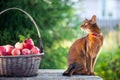 ÃÂarvest of apples in a basket and a very beautiful Abyssinian cat. Summer atmosphere Royalty Free Stock Photo