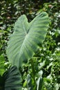 Arvi Taro Root Farming