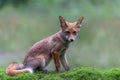 Young Red Fox in the forest of Noord-Brabant in the Netherlands Royalty Free Stock Photo