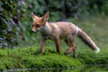 Young Red Fox in the forest of Noord-Brabant in the Netherlands Royalty Free Stock Photo