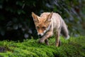 Young Red Fox in the forest of Noord-Brabant in the Netherlands Royalty Free Stock Photo