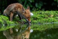 Young Red Fox in the forest of Noord-Brabant in the Netherlands Royalty Free Stock Photo
