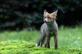 Young Red Fox in the forest of Noord-Brabant in the Netherlands Royalty Free Stock Photo