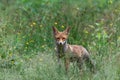 Young Red Fox in the forest of Noord-Brabant in the Netherlands Royalty Free Stock Photo