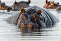 Hippopotamus in the Okavanga Delta in Botswana Royalty Free Stock Photo