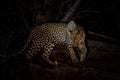 Leopard in Mashatu Game Reserve in the Tuli Block in Botswana Royalty Free Stock Photo