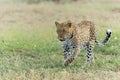 Leopard in Mashatu Game Reserve in the Tuli Block in Botswana Royalty Free Stock Photo