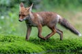 Young Red Fox searching for food in the forest in the Netherlands Royalty Free Stock Photo