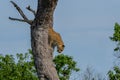 Leopard in a tree in Mashatu Game Reserve Royalty Free Stock Photo