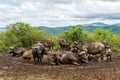 Buffalo in Hluhluwe Imfolozi National Park in South Africa Royalty Free Stock Photo