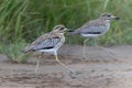 Water thick-knee in Kruger National Park in South Africa Royalty Free Stock Photo
