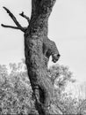 Leopard (Panthera Pardus)in black and white in Mashatu Game Reserve in the Tuli Block in Botswana Royalty Free Stock Photo