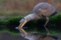 Grey heron fishing in a pond in the forest in the winter Royalty Free Stock Photo