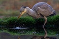 Grey heron fishing in a pond in the forest in the winter Royalty Free Stock Photo