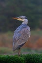 Grey heron fishing in a pond in the forest in the winter Royalty Free Stock Photo