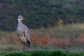 Grey heron fishing in a pond in the forest in the winter Royalty Free Stock Photo