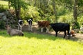 Aryshire and Holstein cows (dairy cows) brown and white, black and white. Royalty Free Stock Photo