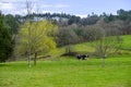 A native Galician cow grazes