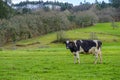 A native Galician cow grazes