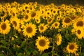 British sunflowers, Whitehouse Green, Berks